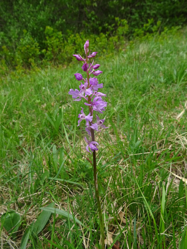 Orchis mascula subsp. speciosa